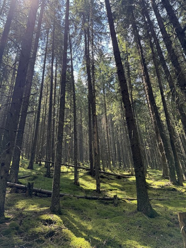 Trasee montane și poteci de drumeție în Buscat