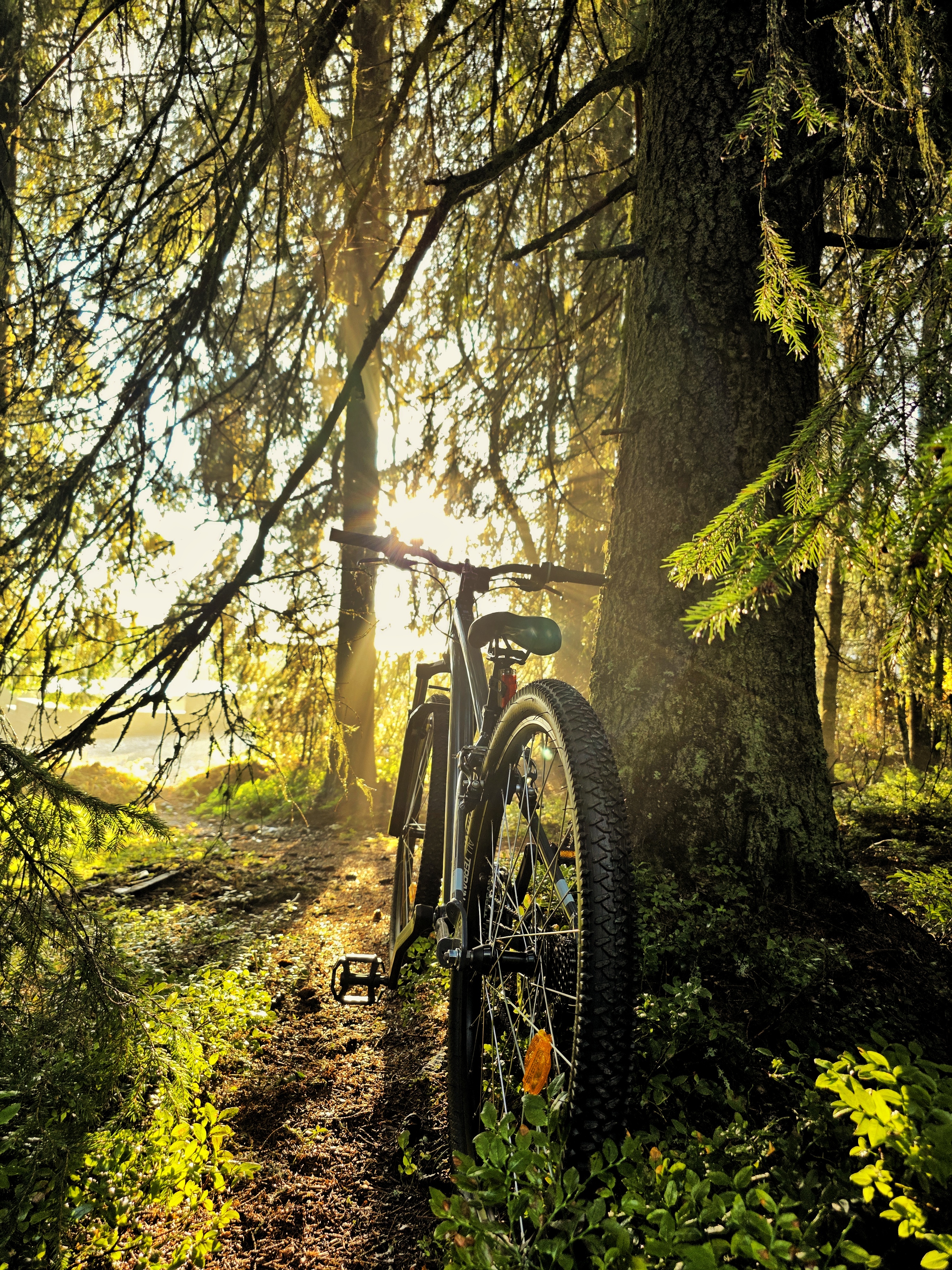 Bicicletă în pădure la apus lângă Nivalis Resort & SPA, Buscat