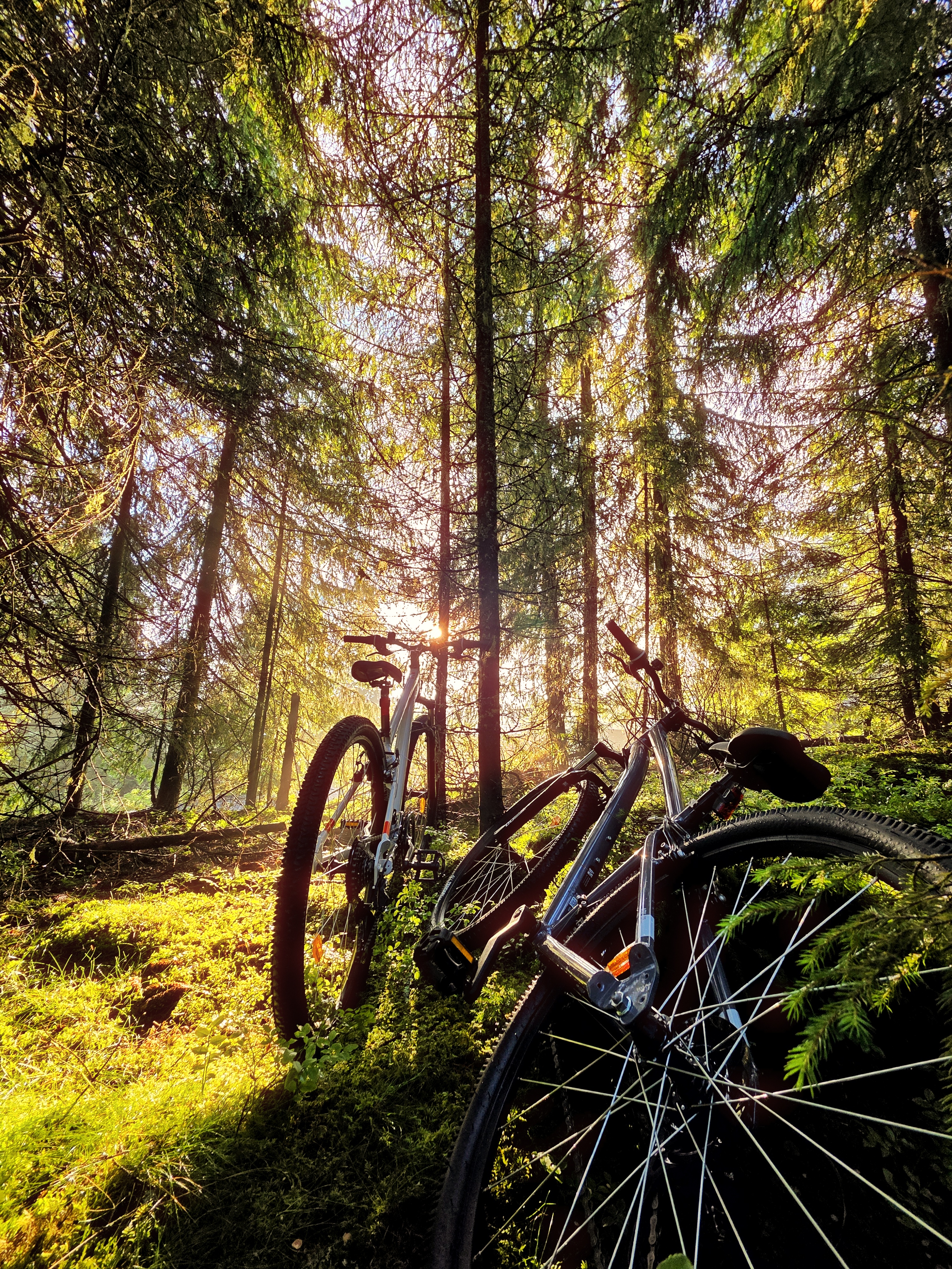 Închirieri biciclete montane la Nivalis Resort & SPA, Buscat